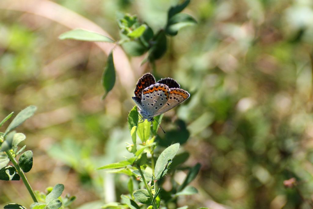 Aricia agestis? No, Plebejus (Plebejus) argyrognomon